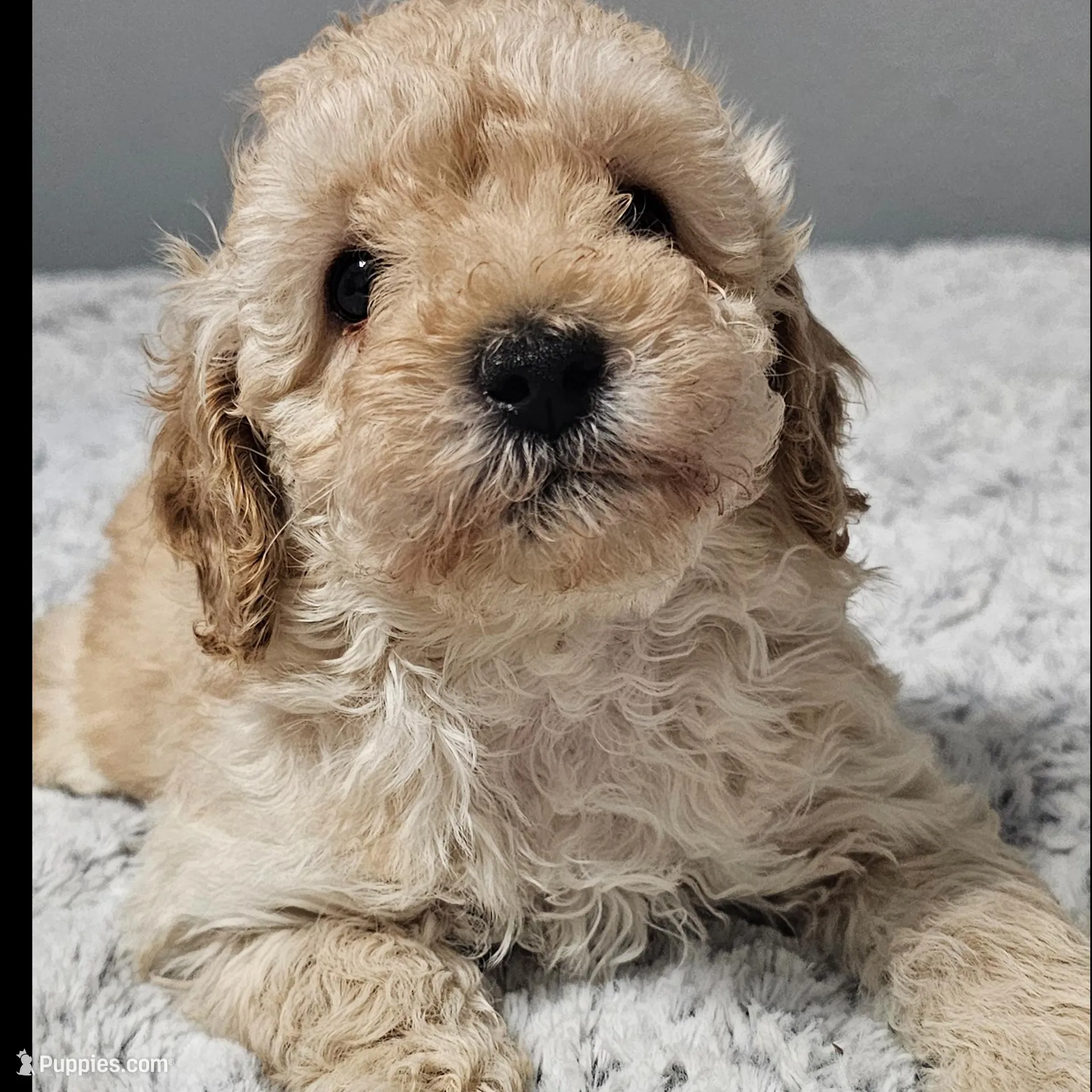 Beau, a male Poodle - Toy  for sale in Arlington, TX – Photo 1 of 3