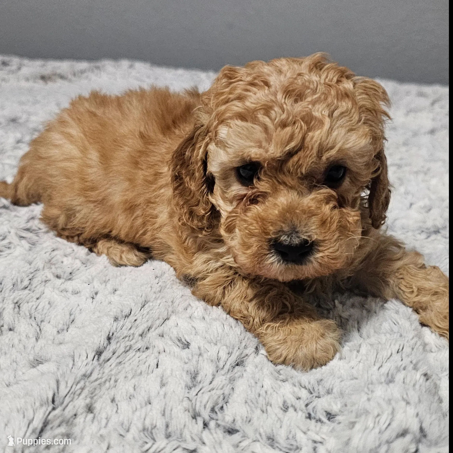 Autumn *Ready 3/14*, a female Poodle - Toy  for sale in Arlington, TX – Photo 1 of 4