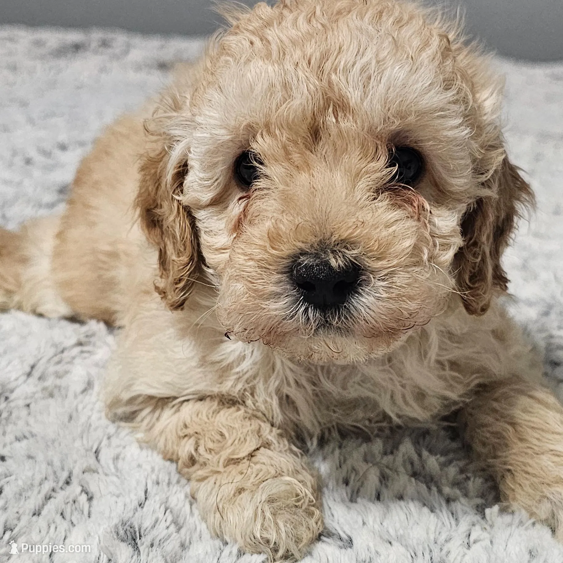 Beau, a male Poodle - Toy  for sale in Arlington, TX – Photo 3 of 3