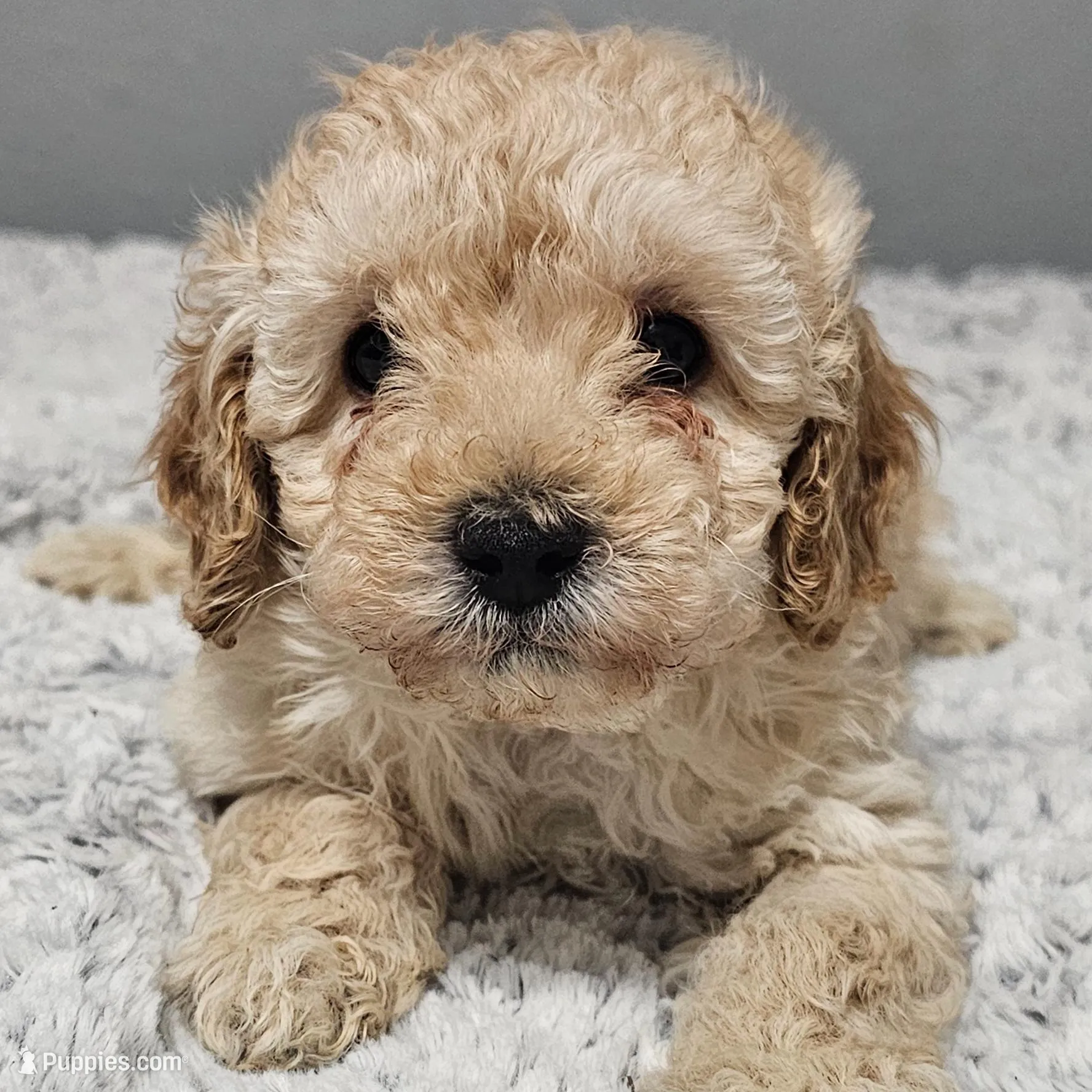 Beau, a male Poodle - Toy  for sale in Arlington, TX – Photo 2 of 3