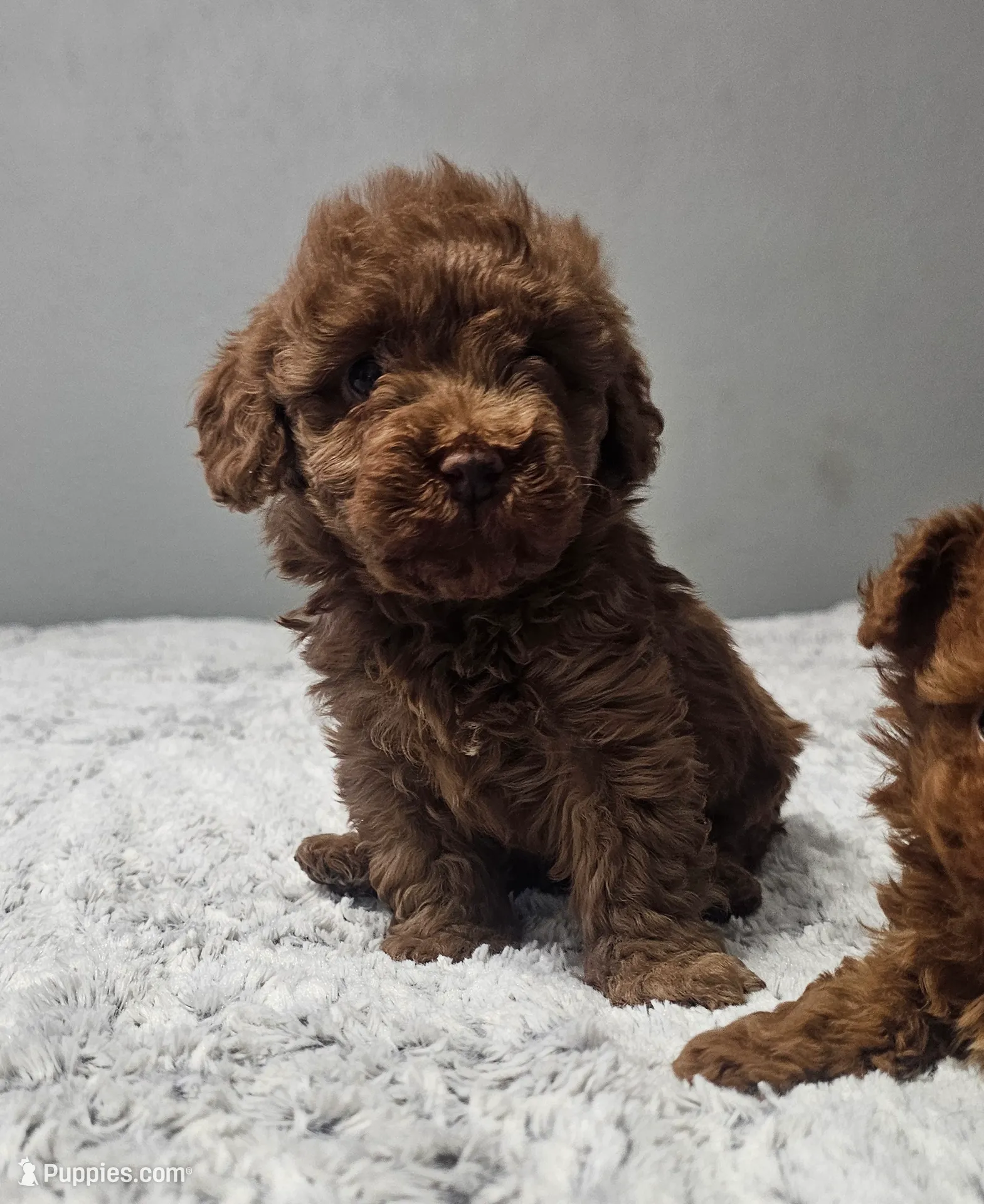 AKC Ginger *Available 2/14*