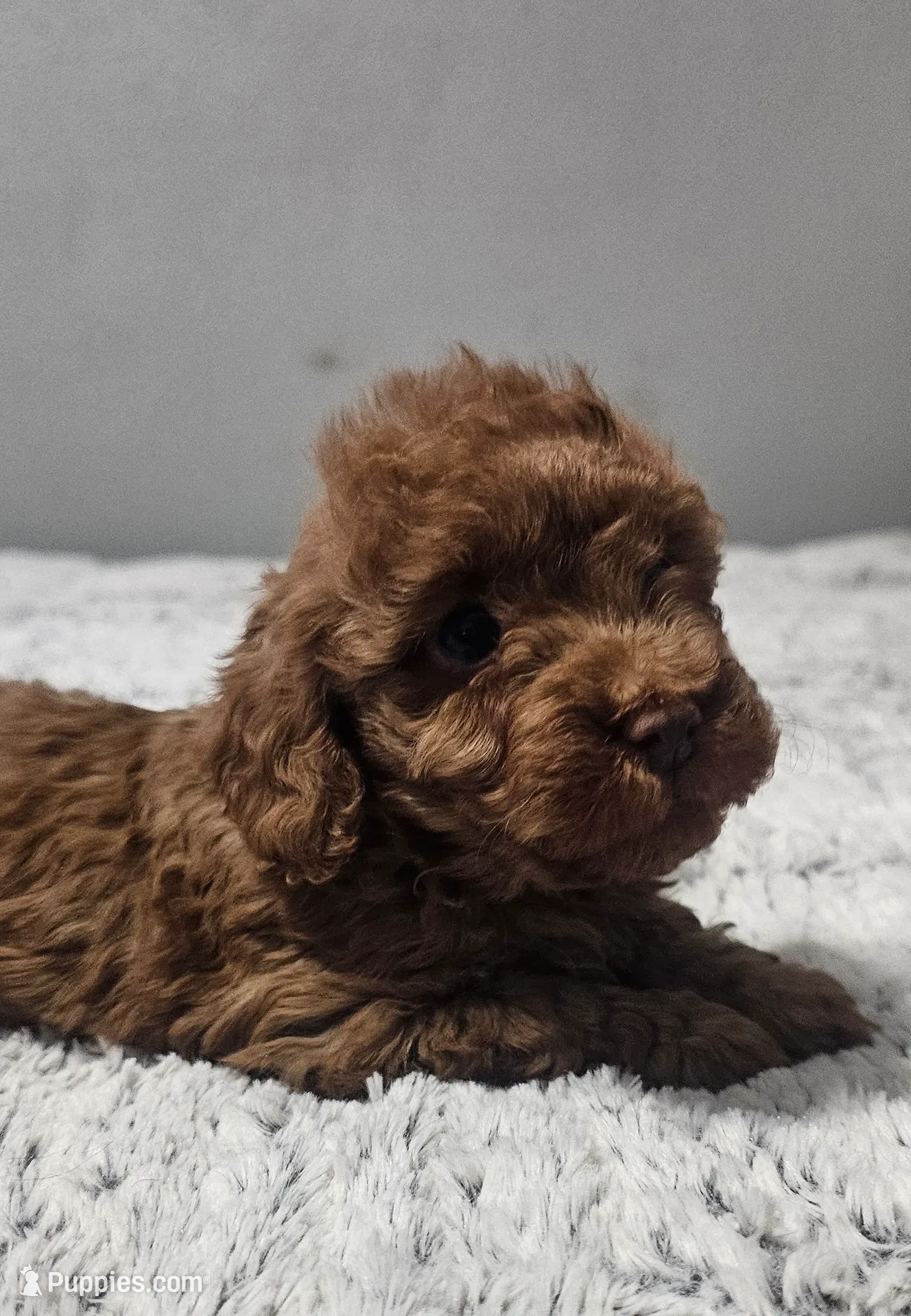 processed/df5ad0ae-4779-4b0f-9c22-021f91fee4aa/listing/97deba24-fdc1-4c13-aa60-efb1c5acc916/ad1c8643-2ec5-48be-8117-aca3c5b4ca59