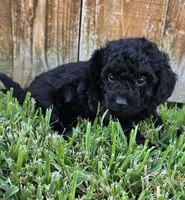 Denzel *Ready Oct 5th*, a male Poodle - Toy  for sale in Arlington, TX – 2 of 3