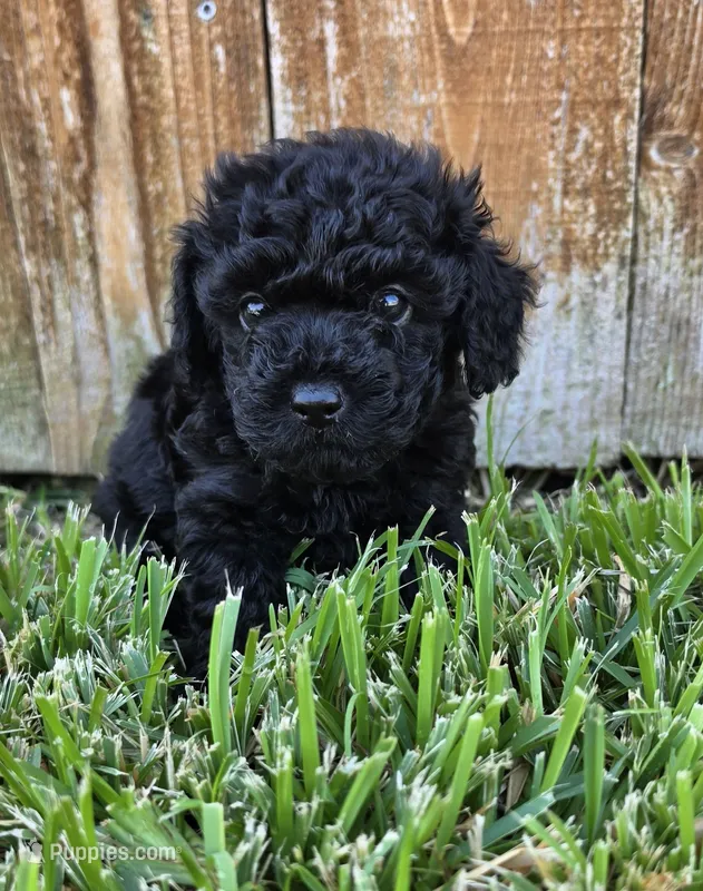 Halle *Ready Oct 5th* – Poodle - Toy  puppy for sale in Arlington, TX