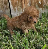 Ruby *Ready 10/27*, a female Poodle - Toy  for sale in Arlington, TX – 3 of 3