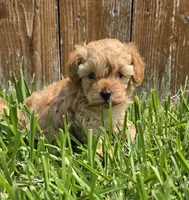 AKC Sunny *Ready 8/22*, a male Poodle - Toy  for sale in Arlington, TX – 2 of 3