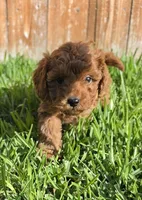 AKC Aurora *Ready 6/22*, a female Poodle - Toy  for sale in Arlington, TX – 2 of 4