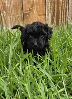 AKC Pepper *Ready 8/6*, a female Poodle - Toy  for sale in Arlington, TX – 3 of 3