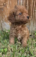 Rowan *Ready 10/27*, a male Poodle - Toy  for sale in Arlington, TX – 2 of 2