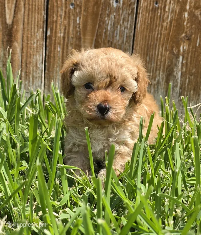 AKC Sunny *Ready 8/22* – Poodle - Toy  puppy for sale in Arlington, TX
