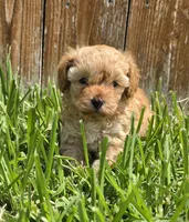AKC Sunny *Ready 8/22*, a male Poodle - Toy  for sale in Arlington, TX – 1 of 3