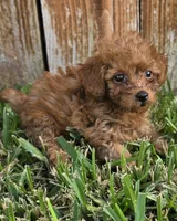 Ruby *Ready 10/27*, a female Poodle - Toy  for sale in Arlington, TX – 2 of 3