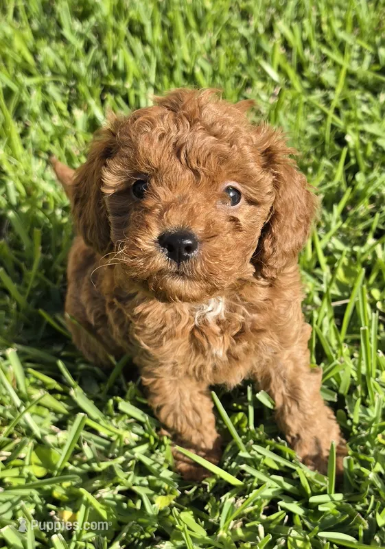 AKC Jasper – Poodle - Toy  puppy for sale in Arlington, TX