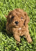 AKC Jasper, a male Poodle - Toy  for sale in Arlington, TX – 1 of 4
