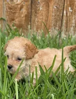 AKC Buttercup *Ready 8/6*, a female Poodle - Toy  for sale in Arlington, TX – 3 of 4