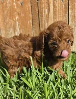 AKC Aurora *Ready 6/22*, a female Poodle - Toy  for sale in Arlington, TX – 4 of 4