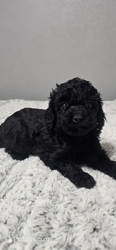 Halle *Ready 3/14*, a female Poodle - Toy  for sale in Arlington, TX – Photo 1 of 3