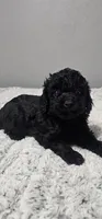 Halle *Ready 3/14*, a female Poodle - Toy  for sale in Arlington, TX – Photo 1 of 3