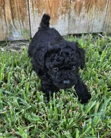 Halle *Ready Oct 5th*, a male Poodle - Toy  for sale in Arlington, TX – 3 of 3