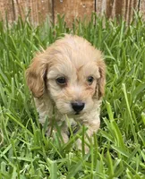 AKC Biscuit *Ready 8/6*, a male Poodle - Toy  for sale in Arlington, TX – 3 of 4