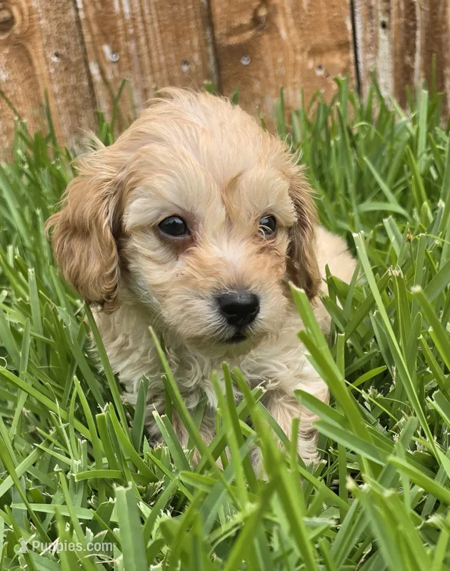AKC Biscuit *Ready 8/6* – Poodle - Toy  puppy for sale in Arlington, TX