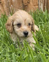 AKC Biscuit *Ready 8/6*, a male Poodle - Toy  for sale in Arlington, TX – 1 of 4
