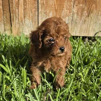 AKC Aurora *Ready 6/22*, a female Poodle - Toy  for sale in Arlington, TX – 1 of 4