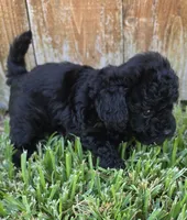 Halle *Ready Oct 5th*, a male Poodle - Toy  for sale in Arlington, TX – 2 of 3