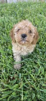 Archer *Ready Oct 5th*, a male Poodle - Toy  for sale in Arlington, TX – 3 of 3