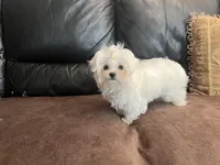 Girls, a female Maltese for sale in Portland, OR – Photo 6 of 9