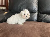 Girls, a female Maltese for sale in Portland, OR – Photo 9 of 9