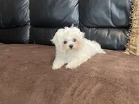 Girls, a female Maltese for sale in Portland, OR – Photo 4 of 9