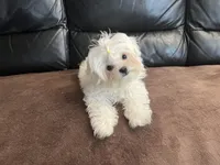 Girls, a female Maltese for sale in Portland, OR – Photo 3 of 9