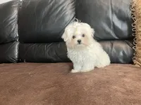 Girls, a female Maltese for sale in Portland, OR – Photo 5 of 9
