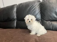 Girls, a female Maltese for sale in Portland, OR – Photo 8 of 9