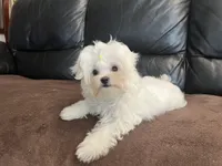 Girls, a female Maltese for sale in Portland, OR – Photo 1 of 9