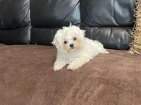 Girls, a female Maltese for sale in Portland, OR – Photo 7 of 9