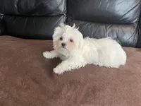 Girls, a female Maltese for sale in Portland, OR – Photo 2 of 9