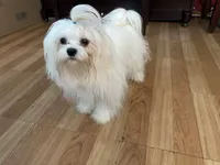 Boy, a male Maltese for sale in Portland, OR – Photo 5 of 9