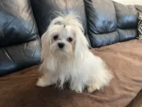 Boy, a male Maltese for sale in Portland, OR – Photo 7 of 9