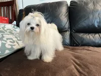 Boy, a male Maltese for sale in Portland, OR – Photo 4 of 9