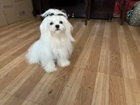Boy, a male Maltese for sale in Portland, OR – Photo 9 of 9