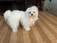 Boy, a male Maltese for sale in Portland, OR – Photo 6 of 9