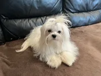 Boy, a male Maltese for sale in Portland, OR – Photo 2 of 9