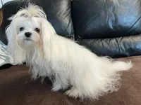Boy, a male Maltese for sale in Portland, OR – Photo 3 of 9