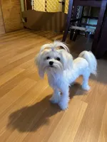 Girl, a female Maltese for sale in Portland, OR – Photo 1 of 8