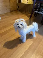 Girl, a female Maltese for sale in Portland, OR – Photo 7 of 8
