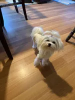 Girl, a female Maltese for sale in Portland, OR – Photo 2 of 8