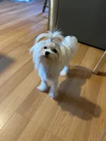 Girl, a female Maltese for sale in Portland, OR – Photo 4 of 8