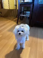 Girl, a female Maltese for sale in Portland, OR – Photo 8 of 8